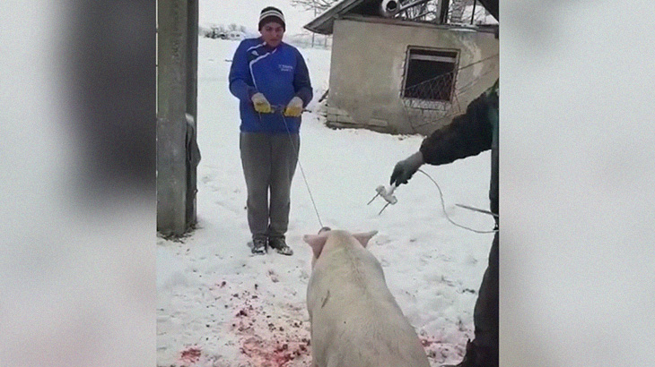 「豚を高圧電力で殺しまーす」→ 豚と一緒になぜか人間も倒れてしまう。