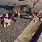 【閲覧注意】このピットブルとかいう犬はマジでどうにかならんの･･･？