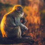 母猿、我が子が死んだことを受け入れられず “ミイラ” を抱き続ける。