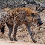 【閲覧注意】ヌー、生きたままハイエナに “ゆっくり” 食べられてしまうグロ動画･･･。