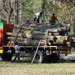 【閲覧注意】丸太に潰されて死んだ男性の死体、丸太の痕クッキリ･･･。