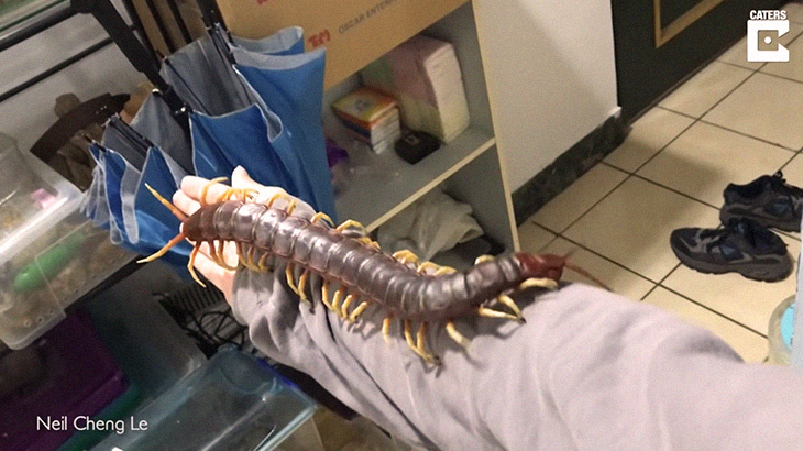 【衝撃映像】42cmもある ?超巨大ムカデ? と暮らす男性。