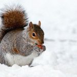 【衝撃映像】極寒の夜が明けた次の日、リスが木に登った状態で凍死してた･･･。