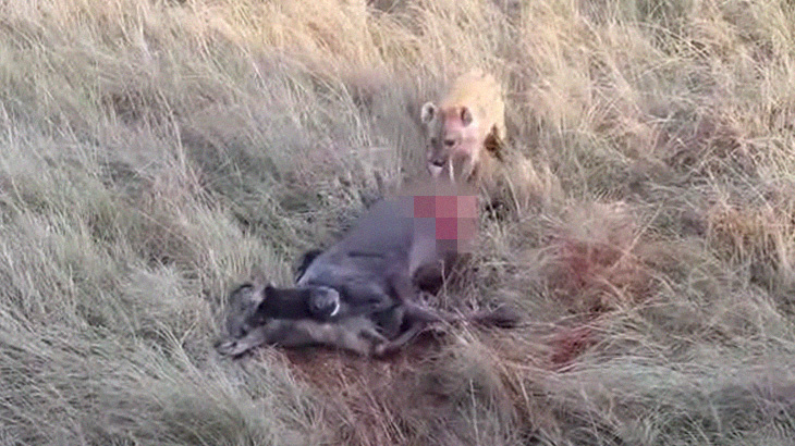 生きたままハイエナに食われてしまうヌー。