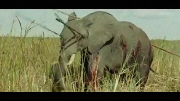 【閲覧注意】大勢でヤリを持ち動物を刺し殺すアフリカの狩猟民族。