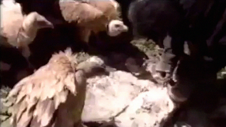 【閲覧注意】チベットの鳥葬文化。死体をハゲワシに食べさせるグロ動画。