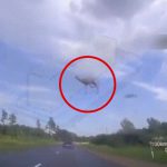 車に轢かれた鹿さん、めちゃくちゃ吹き飛ばされる。