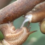 【閲覧注意】カタツムリの交尾、見たことある？