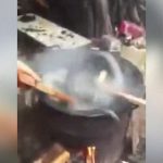 【閲覧注意】調理のために鍋に入れられて苦しみもがく大きなヘビのグロ動画。