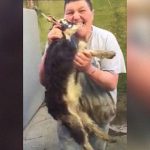 DQN男「ヤギに噛み付くから動画撮っててｗｗ」→ 悲鳴をあげるヤギ。