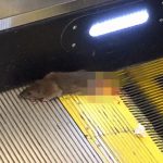 【閲覧注意】エスカレーターに尻尾を挟まれてしまったネズミ。