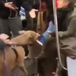 地下鉄でピットブルが女性を襲撃。なぜか飼い主が逆ギレ･･･。