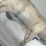 【閲覧注意】死んだ豚がウジ虫に食われ尽くすまで撮影してみたグロ動画。