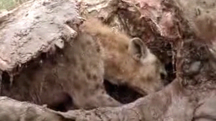 ハイエナ、キリンの腹の中にすっぽり入って肉を食らう。