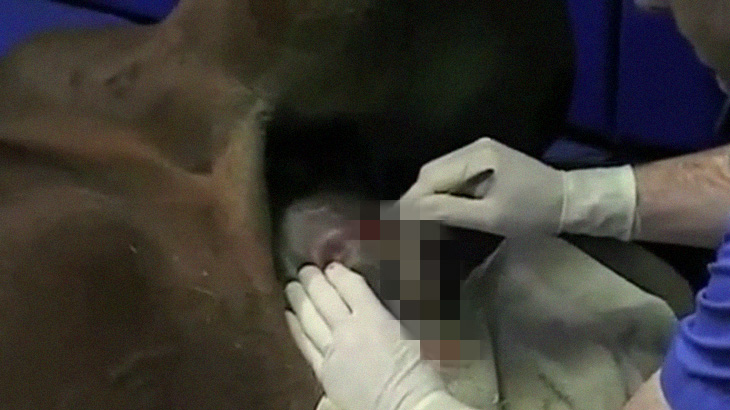 馬の腹に出来た大きなデキモノを潰すグロ動画。摘出される大量の膿･･･。