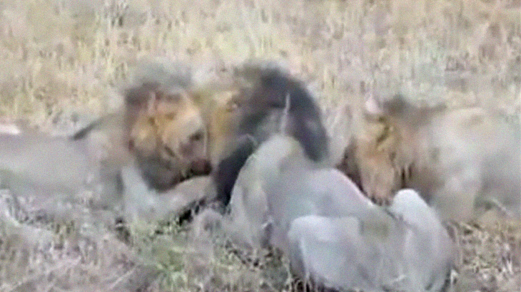 3頭の雌ライオンに食われてしまうイボイノシシ。叫び声がエグい･･･。