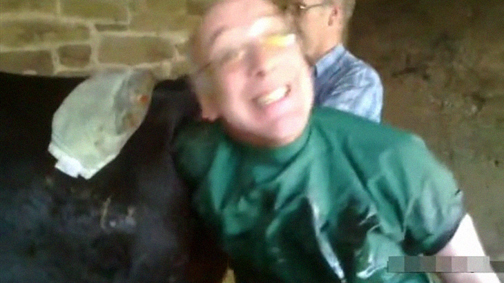 獣医「飛び出しちゃった牛の内臓をもとに戻すよ！」