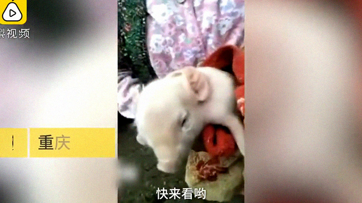 【衝撃映像】2つの顔を持つ奇形の子豚。