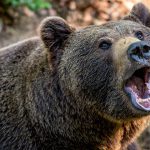 クマを背景に自撮りしようとした男、殺される。