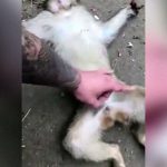 気持ちよく寝てたのに “チ●コをデコピン” されて飛び起きる猿。