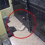 犬肉に加工するためにペットの犬を毒矢で殺して盗む男。