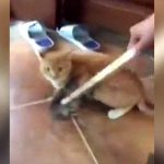 猫の身体に噛み付いて離れない中国のネズミ、強い。