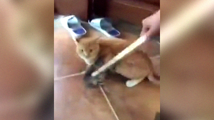 猫の身体に噛み付いて離れない中国のネズミ、強い。