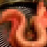 【衝撃映像】中国のウナギ料理、こんなん食欲なくすわ･･･。