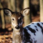 死んだふりがうますぎる鹿さん、ハンターを驚かせる。
