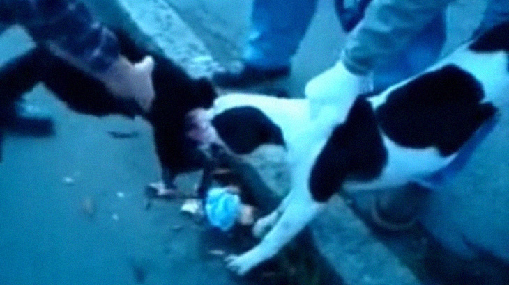 放し飼いのピットブル、猫に噛み付いて殺してしまう。