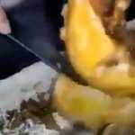 アルマジロの調理シーン、見たことある･･･？