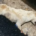 【衝撃映像】道路工事の作業員、路上で寝ていた犬をアスファルトに埋めてしまう。