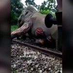 【衝撃映像】ゾウさん、列車と衝突してしまい重傷を負ってしまう。