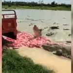 革製品のために飼育されたワニに餌をあたえる様子。