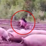 家畜の豚、クマに生きたまま食われてしまう。