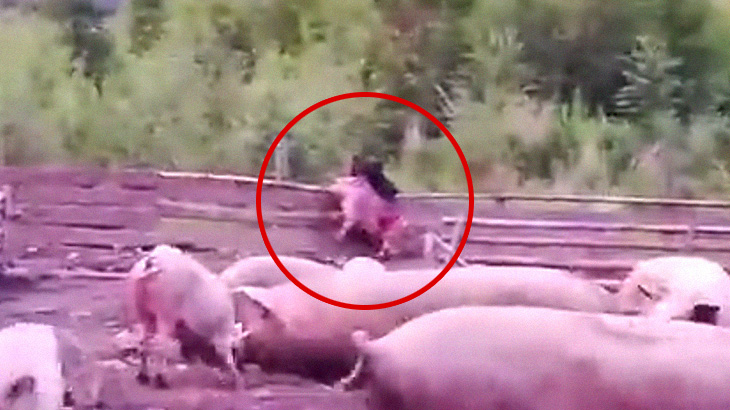 家畜の豚、クマに生きたまま食われてしまう。