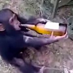 アル中にさせられてしまったチンパンジーの赤ちゃん。