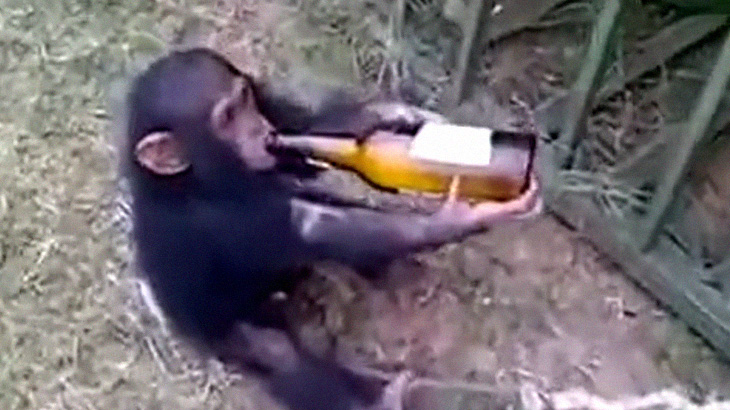 アル中にさせられてしまったチンパンジーの赤ちゃん。