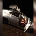 【衝撃映像】車と衝突したラクダ、すっぽりハマってしまう。