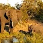 怒り狂うゾウにまるでオモチャのように転がされるサイ。