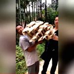 【衝撃映像】20kgもある超巨大な “しめじ” みたいなキノコが発見される。