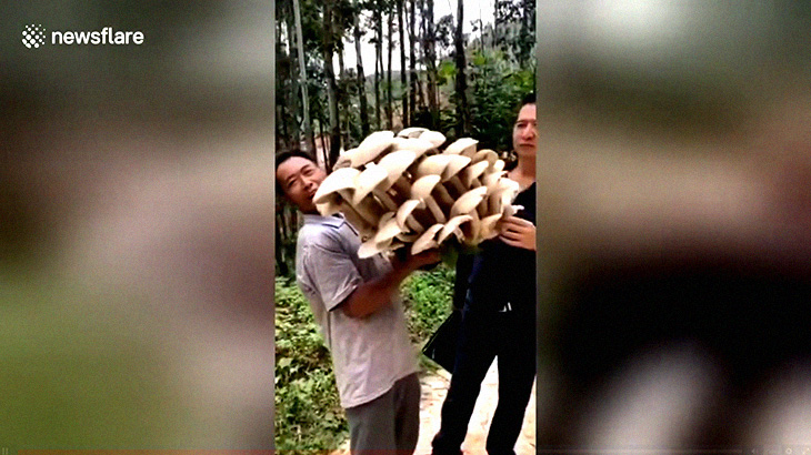 【衝撃映像】20kgもある超巨大な “しめじ” みたいなキノコが発見される。