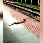 線路を横断しようとしたヘビ、列車に頭を切断されて死亡。