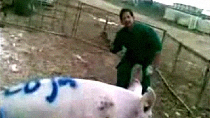 【閲覧注意】カメラに向かってふざけながら豚を屠殺する男たち。