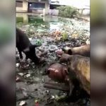 【閲覧注意】ブタさん、人間の死体をムシャムシャ食べてしまう･･･。