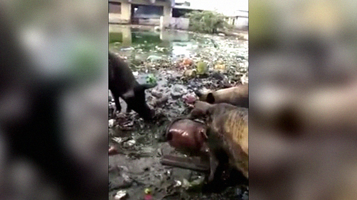 【閲覧注意】ブタさん、人間の死体をムシャムシャ食べてしまう･･･。