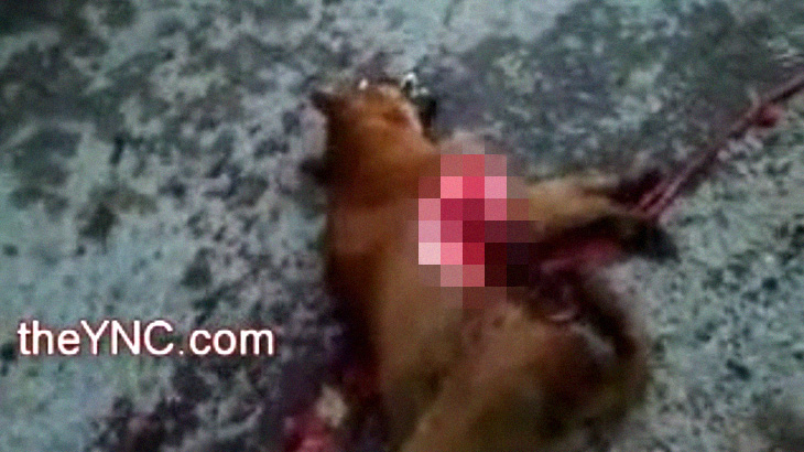 【閲覧注意】事故により剥き出しになった犬の心臓、まだ動いてる･･･。