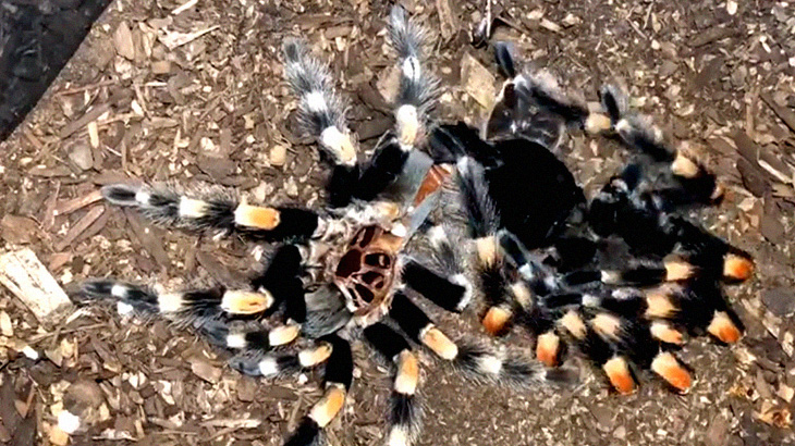 タランチュラの脱皮を撮影したタイムラプス映像、めっちゃキモい･･･。