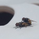 ハエのセックス、めちゃくちゃ静か･･･。