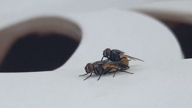 ハエのセックス、めちゃくちゃ静か･･･。